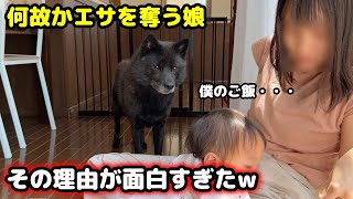 娘が愛犬のエサを奪った理由が面白すぎたw【甲斐犬】