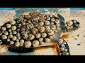 save sea turtles, removing barnacles from poor sea turtles