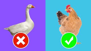 5. Guess The Animal (Poultry Animals) - Swan, Duck, Chicken, Canary, Parakeet, Pigeon