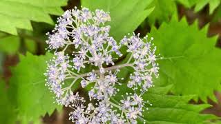 里山の花々-静岡県焼津市高草山・花沢山・満観峰-