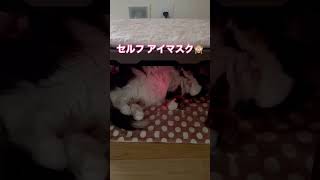 猫用コタツで可愛いポーズで寝る猫😽💤