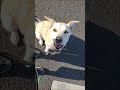 doglover【犬 保護犬】おチョビさんとvrお散歩しましょう！可愛がって散歩楽しんで vblog