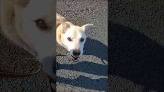 #doglover【犬 保護犬】おチョビさんとVRお散歩しましょう！可愛がって散歩楽しんで! #vblog