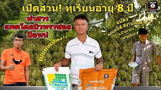 เปิดสวนทุเรียนอายุ 8 ปี ทำสารแพคโคลบิวทราซอลปีแรก ดกทุกผล หลังตัดไม่โทรม 1000%  คุณมนัส อ.บ้านนาสาร