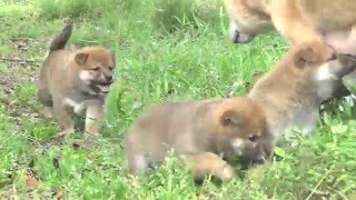 柴犬の子犬（2016年3月22日生まれ）