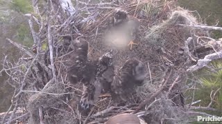 both eaglets exercise the wings | SWFL Eagles | Jan 25, 2025