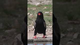 Watch this strange and beautiful bird while drinking water #shorts
