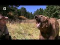 grizzly bear attack