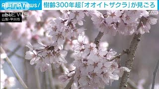 樹齢330年のオオイトザクラ　手間かけ今年も満開に　甲州市(2024年4月7日)