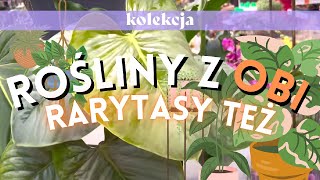 🌱🛒 Rośliny w OBI - philodendrony, syngonia i aeschynantusy