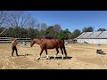 teach your horse 3 different ways to go sideways on the ground