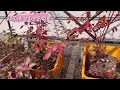 【ブルーベリー栽培】ブルーベリーの花芽管理