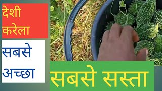 बैगन का  जबरदस्त फसल और चूहा करेला का harvest करते किसान