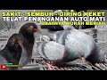 MERPATI MEGAN R1 x R9 ( RAMPOK ) GIRING KEKET LAGI PASCA SAKIT PARAH !!!