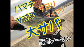 エビ撒きでハマチ！サヨリやマイワシ好調♪西宮ケーソン　fishingmax芦屋店