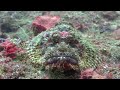 Incredible dive at Tofo Mozambique