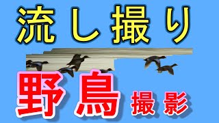 【野鳥の流し撮り】写真で野鳥の飛びものを動的に表現しよう