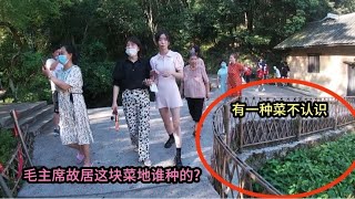 湖南韶山毛主席故居，后院发现一块菜地，谁种的？有一种菜不认识