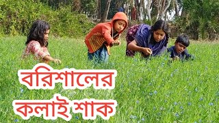 কলাই শাক তুললাম ঢাকায় নিব।village_food