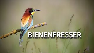 BIENENFRESSER 💮Zwitscherportrait💮 kleinfein -- Vogelstimmen - Vogelportrait - Steckbrief