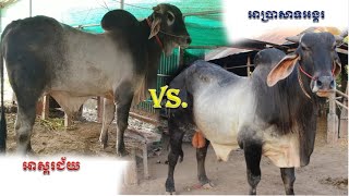 អាស្គរជ័យ Vs អាប្រាសាទអង្គរ, Great bulls Which one do you like?