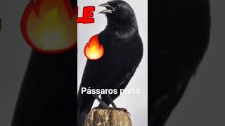 canto de pássaro preto