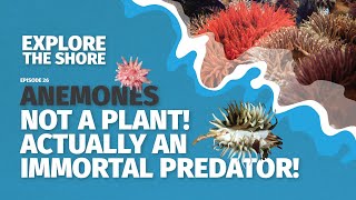 Sea Anemones - not a plant! actually an immortal predator!