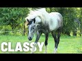 All About Our CLASSY Horse!