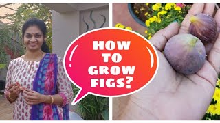 How to grow figs in containers? అంజీరా మొక్క ను పెంచడం ఎలా??#fruit trees #terracegardening #organic