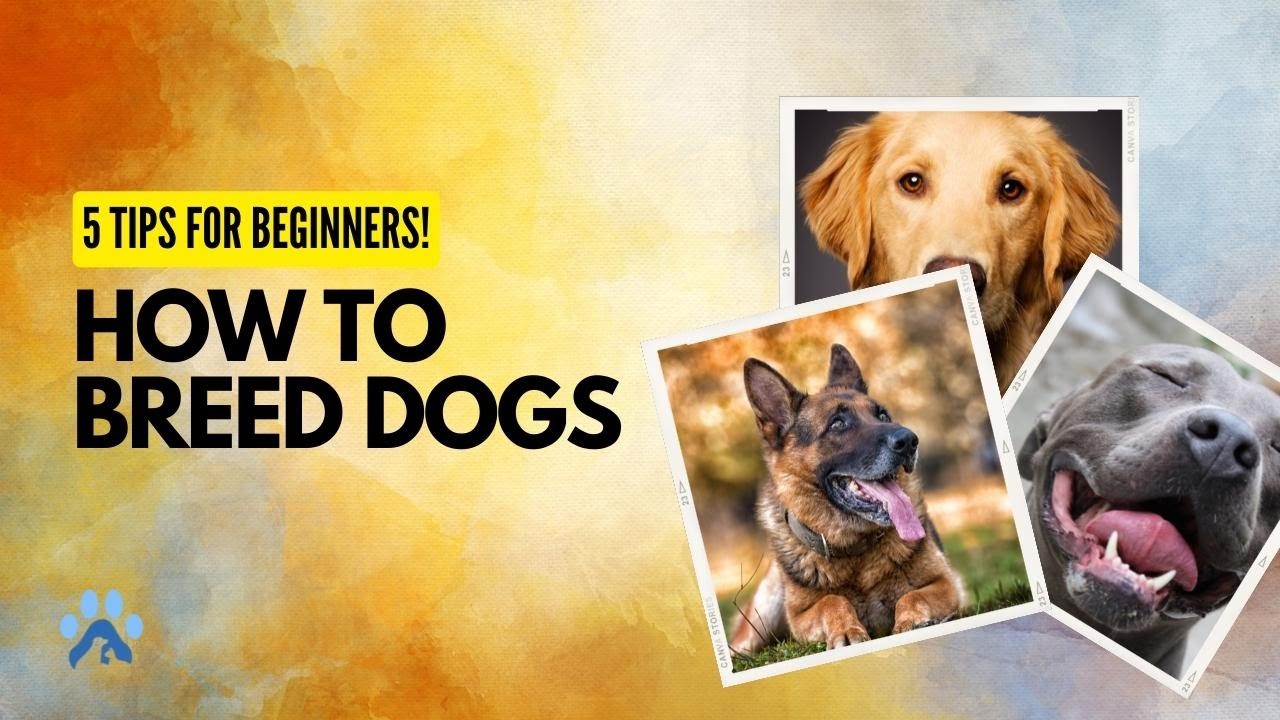 How To Breed Dogs For Beginners | Dog Breeding 101 - YouTube