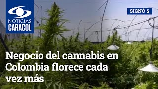 Negocio del cannabis en Colombia florece cada vez más: compañía hizo un gran envío comercial
