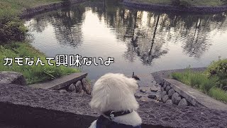 本当はカモに興味あるくせに無いフリをする愛犬 [ペキニーズ]