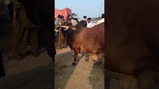 Mashallah #like #subscribe #shahpurkanjramandi #shortvideo #animals #youtubeshorts