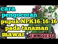 Cara pengocoran pupuk npk16-16-16 pada tanaman mawar