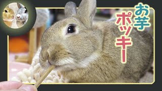 🐰乾燥した、さつまいもの茎🌿をガリガリかじる❣😋【 ウサギのちゃび 】　2025年2月13日