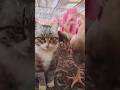 funny cats moment:cat vs chicken #shorts