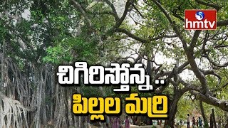 చిగురిస్తున్న మహావృక్షం: Special Focus on Pillalamarri | Mahabubnagar Marri chettu |hmtv