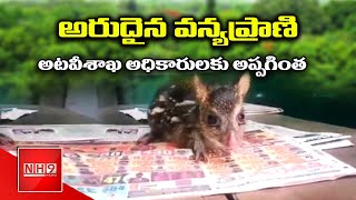 Variety wild animal at Sathupalli || Villagers hand over to forest officers