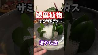 観葉植物の増やし方・ザミオクルカス #観葉植物 #houseplants #植物のある暮らし #葉挿し