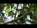 Three wattled Bellbird | Procnias tricarunculatus | Pájaro campana