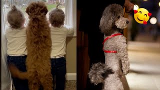 Cute and Funniest Poodle Videos