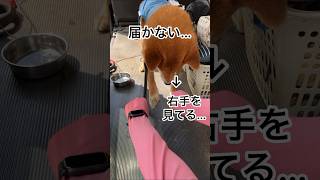 足が届かない力丸…ヨシ！今度こそ！ #柴犬 #柴犬のいる暮らし #柴犬の日常 #どっち #力丸