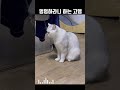 마지막 현타온듯한 표정이 넘웃겨😂 animals cat cute life 고양이 실시간 고양이일상 인기급상승