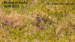 Birding in Alaska 2022 - Part Three: The Interior