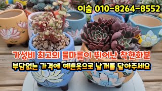 #이숨(010-8264-8552) 가성비 최고의 착하고 실속있고 활용도 뛰어난 최고의화분 #초보분들께 강추드립니다 #succulentplantpot