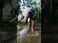 puthrukovil parthasarathy elephant drinking water kerala shorts 2023status