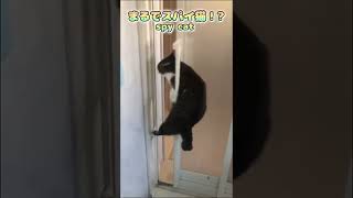 まるでスパイ猫！？