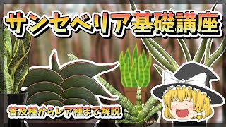 【ゆっくり解説】サンセベリア基礎講座【多肉植物】