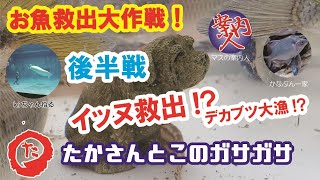 第42弾！マスに取り残されたお魚救出大作戦！【後編】たくさん捕獲して救出してきました(　´∀｀)bｸﾞｯ!