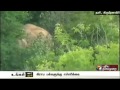 forest officers warns locals about 2 elephants near thali krishnagiri